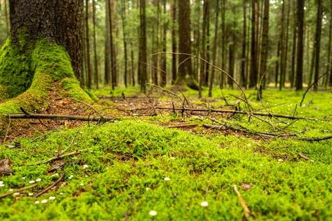 Forest floor covered with moss Stock Photos