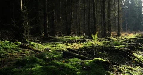 Forest floor covered with moss in the sunlight in the forest. Real time. Stock Footage 295997393