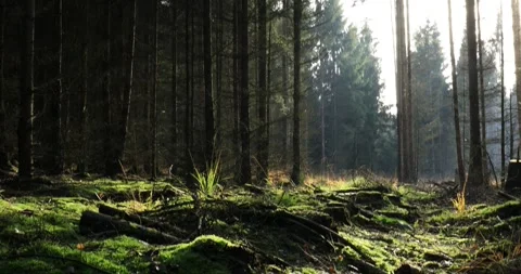 Forest floor covered with moss with wonderful sunlight and trees in the forest. Stock Footage 295997386