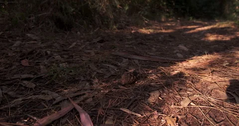 Forest floor covered with pine cones, leaves and pine needles. Close up Stock Footage 135362269