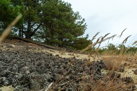 Forest floor covered with pine cones and grass in a serene natural environmen Stock Photos