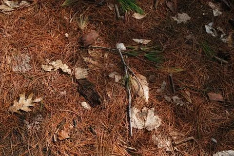A forest floor covered with pine needles dry leaves and bark fragments under Фото