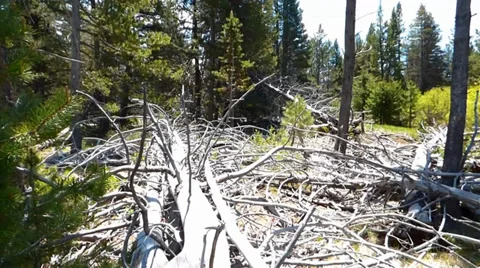 Forest Floor Dead Trees Video stock 39419227