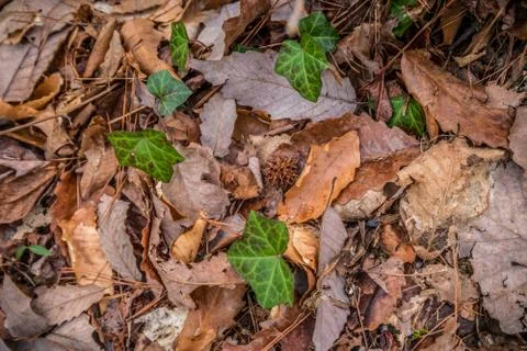 Forest floor debris Stock Photos