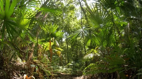 Forest floor decay of undergrowth rain forest ecosystem cinematic dolly shot Stock Footage 99375442