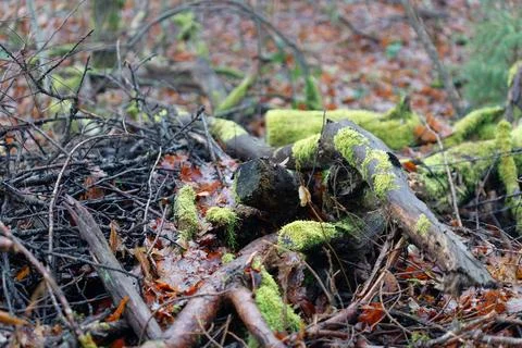 Forest floor decaying logs mossy branches foliage Stock Photos