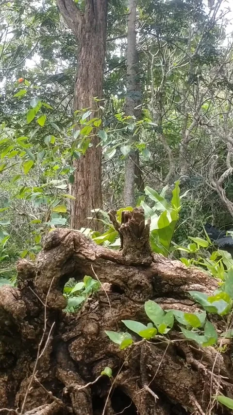 Forest Floor Detail Stock Footage 329557635