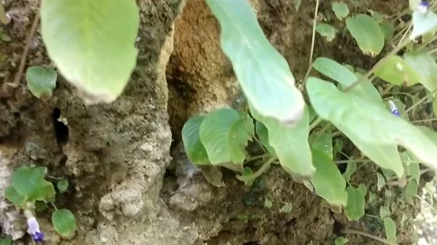 Forest Floor Detail Stock Footage 330586849