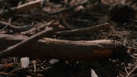 Forest Floor Details Stock Footage 342736898