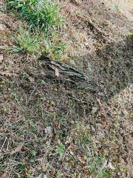 Forest Floor with Dry Pine Needles, Grass and Fallen Wood 库存照片