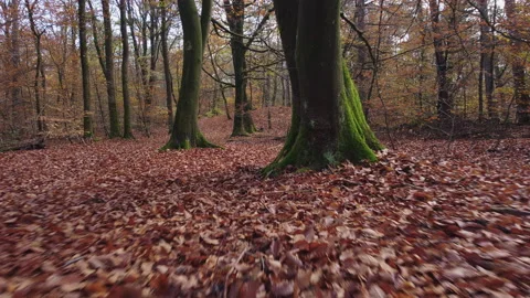 Forest floor during autumn on a cloudy day. Stock Footage 217685286