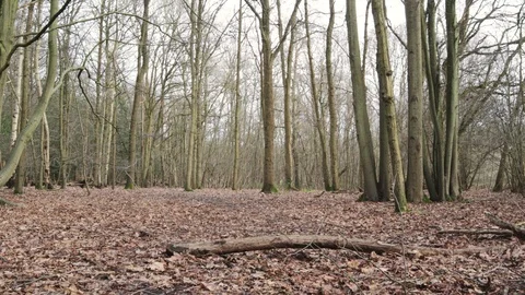 Forest Floor During Winter Video stock 102637701