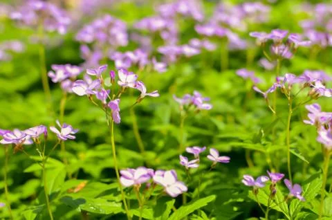 Forest floor in early spring with violet flowers of Dentaria quinquefolia Stock Photos