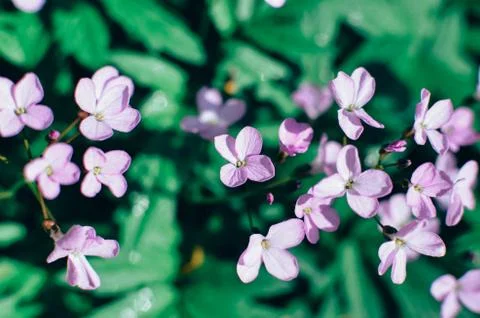 Forest floor in early spring with violet flowers of Dentaria quinquefolia Stock Photos