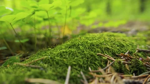 Forest Floor Ecosystem And Biodiversity Concept, Close-Up Of Green Moss 库存影片 335221595