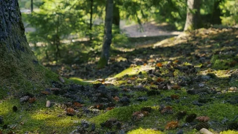 Forest Floor Ecosystem, Mossy Tree Trunk Base With Pine Cones And Sunlight 库存影片 335471554