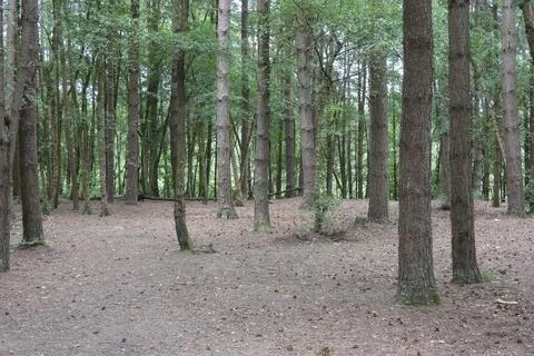Forest Floor (England) Stock Photos