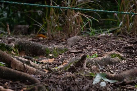Forest floor with exposed tree roots and small bird. Foto stock