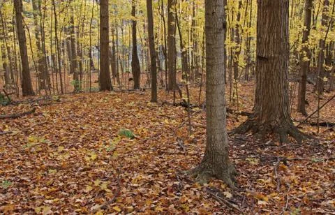 Forest floor in fall Stock Photos