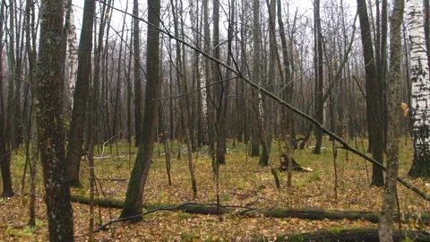Forest floor with fallen leaves and bare trees in early spring or autumn Stock Footage 325469320