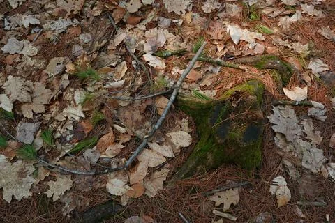 Forest floor with fallen leaves pine needles mossy stump and branches. Фото