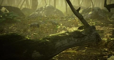 Forest floor with fallen tree trunk and greenery in soft sunlight Stock Illustration
