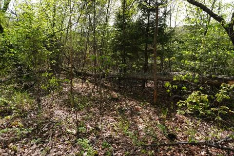 Forest floor with fallen tree trunk dense undergrowth and dappled sunlight Foto stock