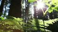 Forest Floor Fern, Glimmering Sun, Dolly, Tracking Stock Footage