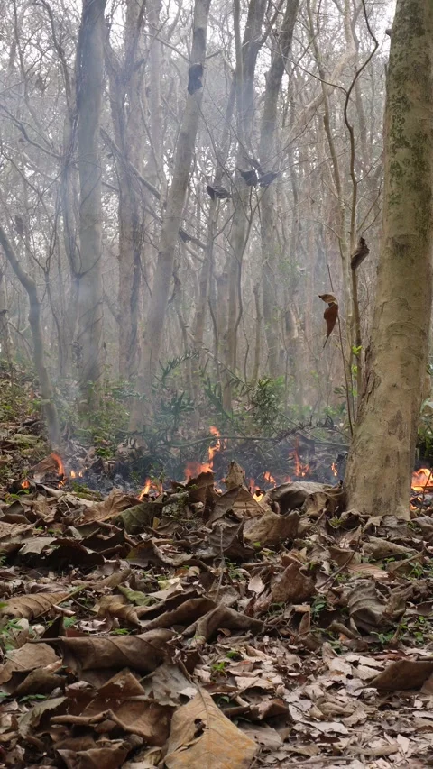Forest Floor Fire Видео 333902915
