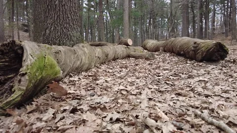 FOREST FLOOR FLURRY Stock Footage 187669967