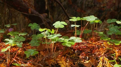 Forest floor Video stock 7729515
