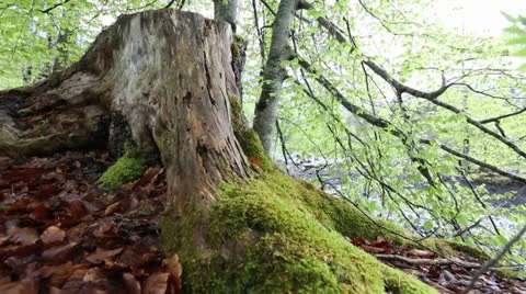 Forest Floor Stock Footage 23237283