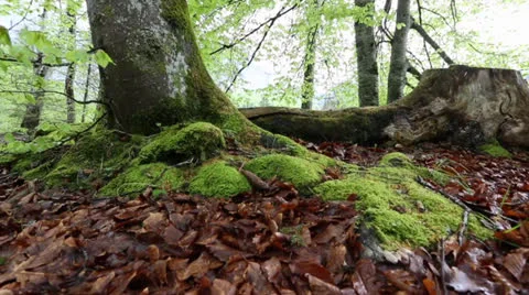 Forest Floor Stock Footage 23237312