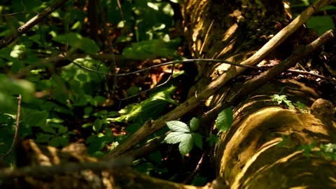 Forest Floor Video stock 77456246