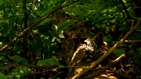 Forest Floor Stock Footage 77456459