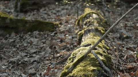 Forest floor Stock Footage 89695450