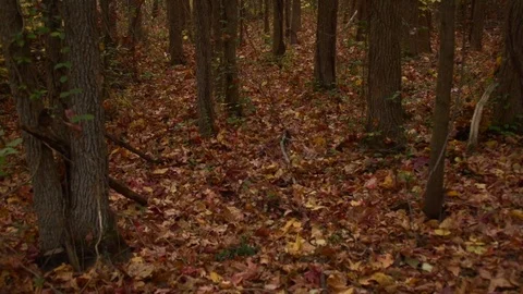 Forest floor 库存影片 97709723