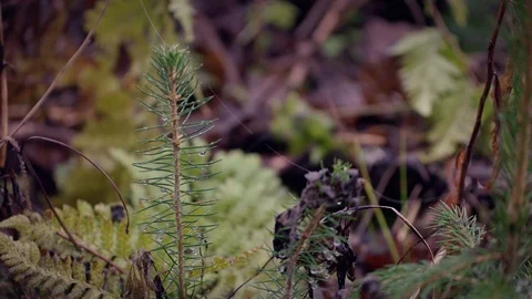 Forest floor Stock Footage 108862551