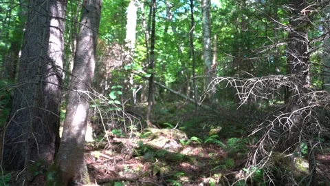 Forest floor Stock Footage 171343192