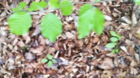 Forest floor Stock Footage 185917947