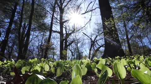 FOREST FLOOR Stock Footage 194453490