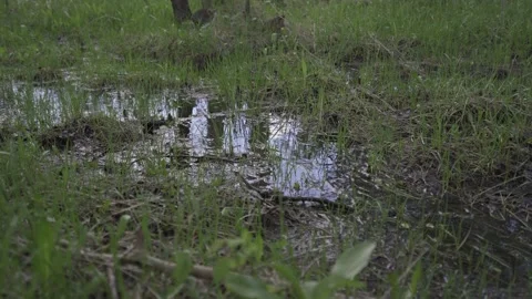 Forest floor Stock Footage 205237785