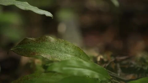 Forest floor full of earth and leaves 스톡 동영상 149123780
