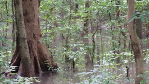 The forest floor got flooded due to heavy rain Stock Footage 314571874
