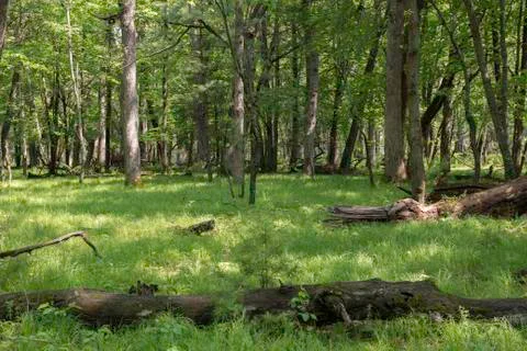 Forest floor grass Stock Photos
