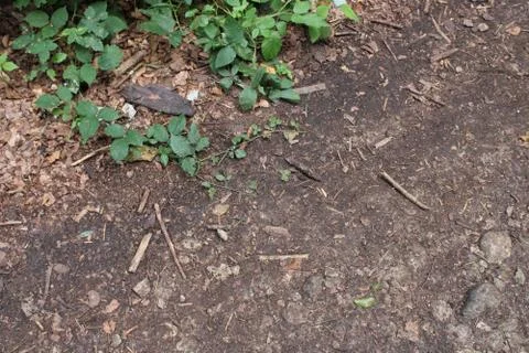 Forest floor ground Stock Photos