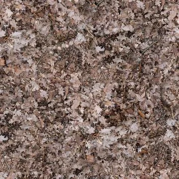 Forest Floor Ground Texture Covered in Dry Fallen Leaves Stock Photos