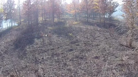 Forest Floor immediately after Fire from controlled burn Stock Footage 43738130