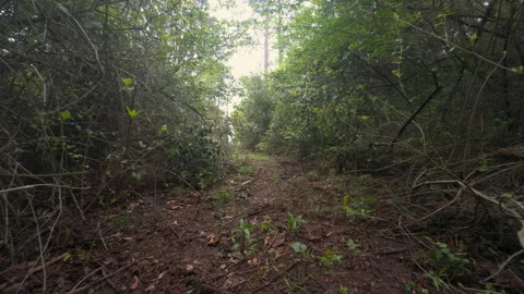 Forest floor just before the rain Stock Footage 269558056