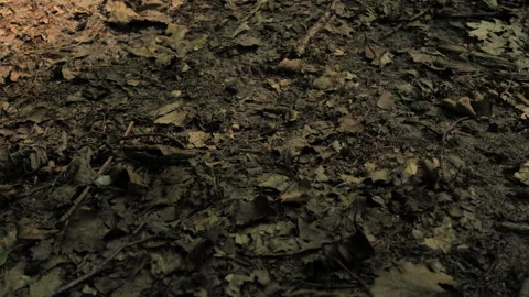 Forest Floor Leaf Litter with Ants on Path and Dappled Sunlight Stock Footage 342454720